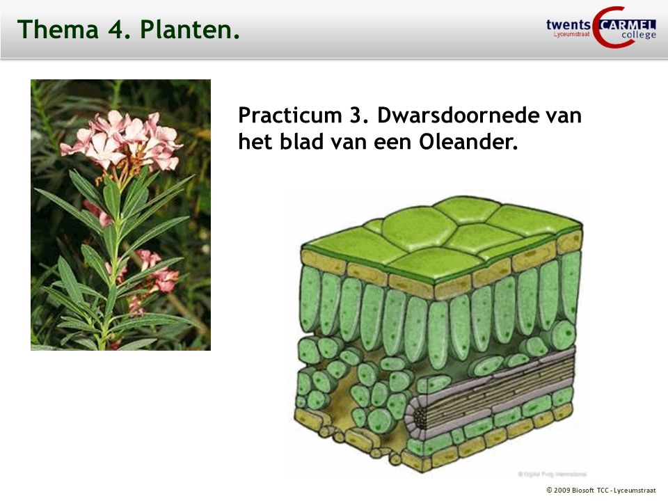Thema 4. Planten. Practicum 3. Dwarsdoornede van het blad van een Oleander.