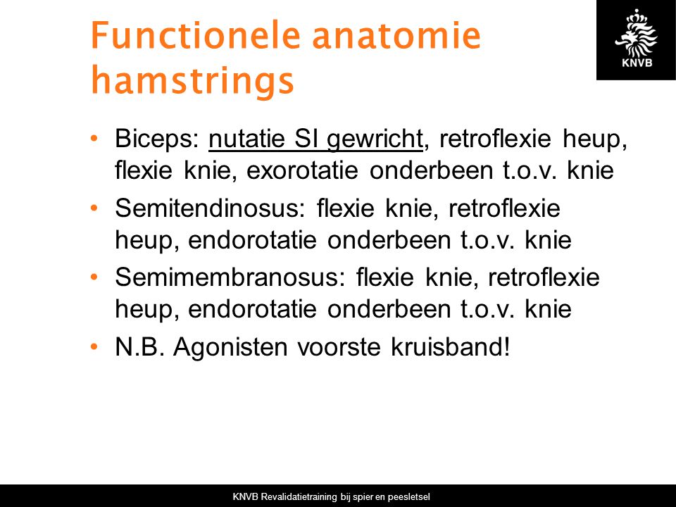 Functionele anatomie hamstrings