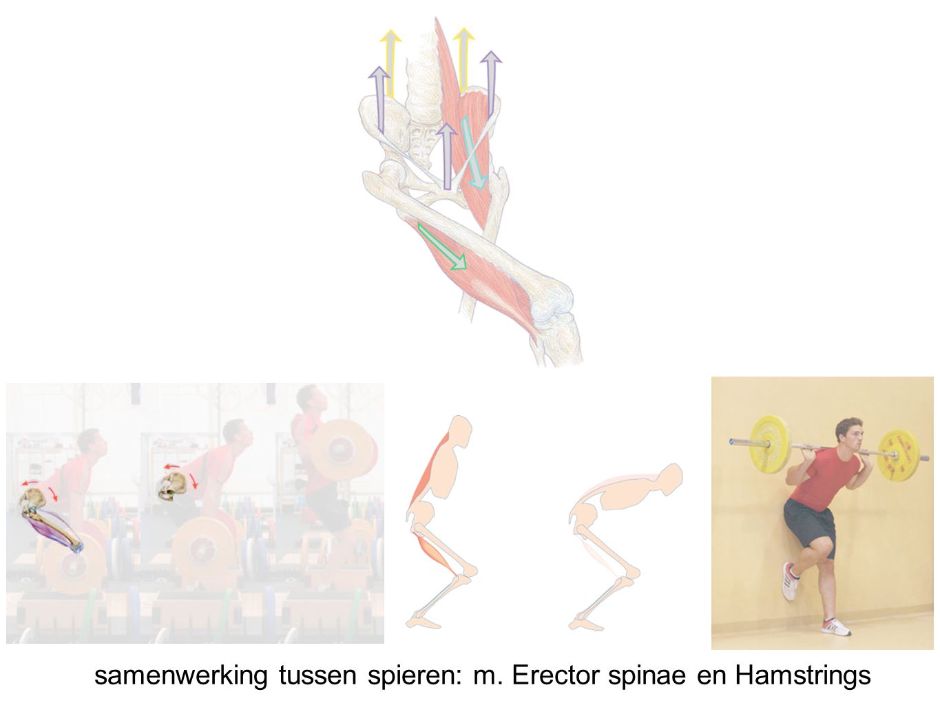 samenwerking tussen spieren: m. Erector spinae en Hamstrings