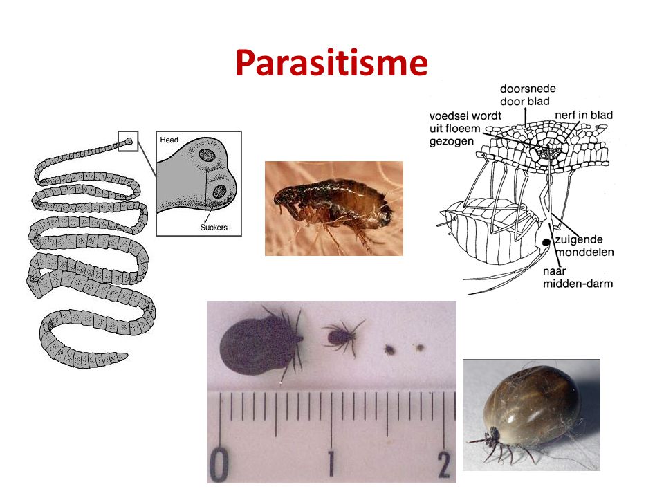 Parasitisme