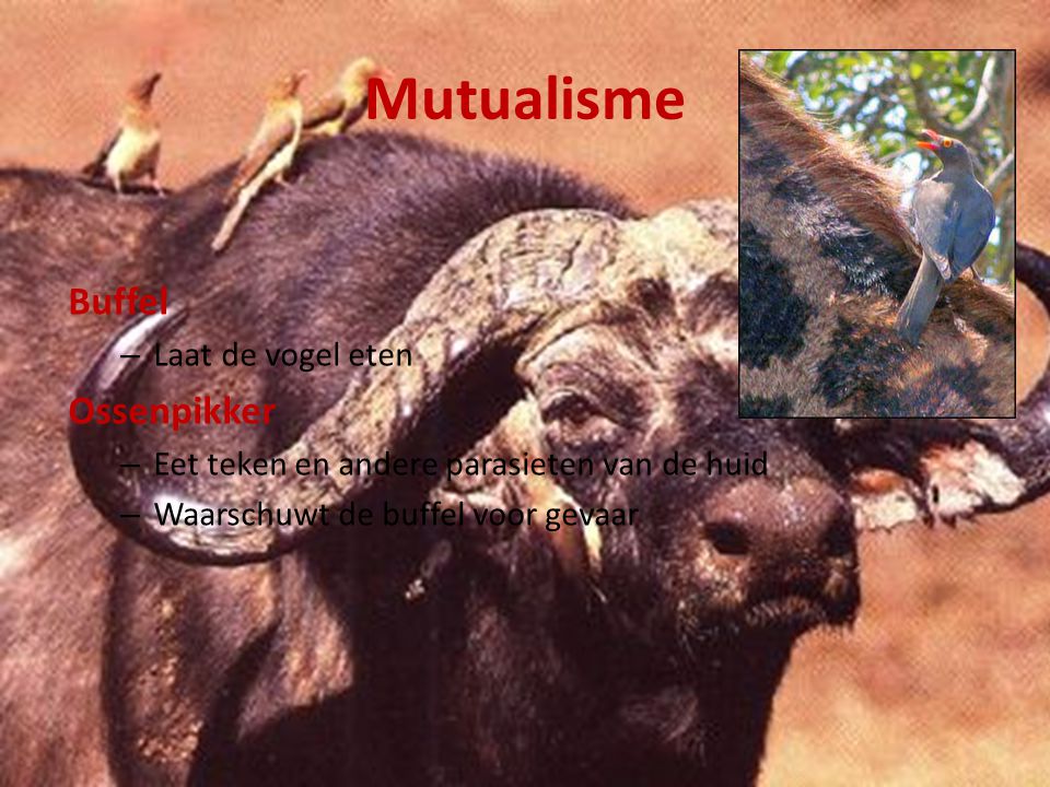 Mutualisme Buffel Ossenpikker Laat de vogel eten