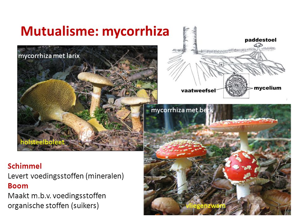 Mutualisme: mycorrhiza