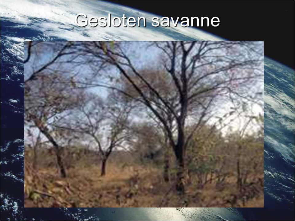 Gesloten savanne