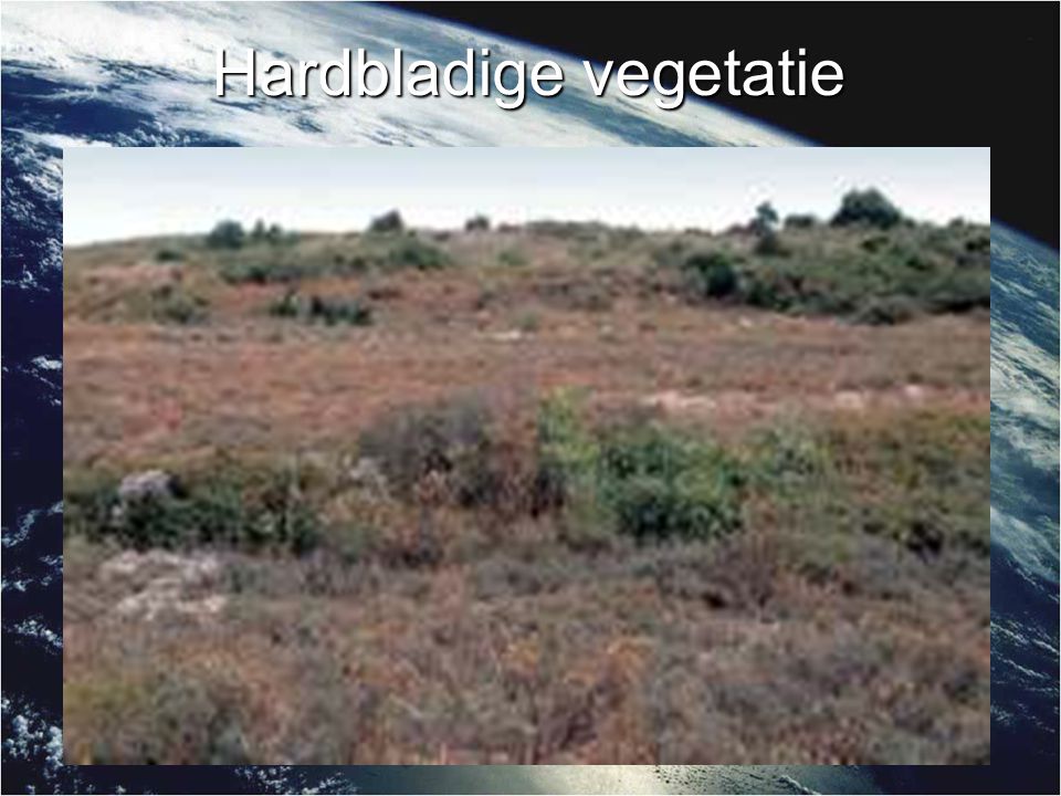 Hardbladige vegetatie