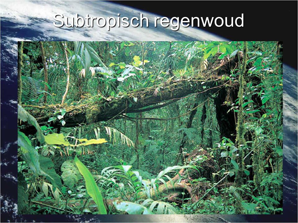 Subtropisch regenwoud