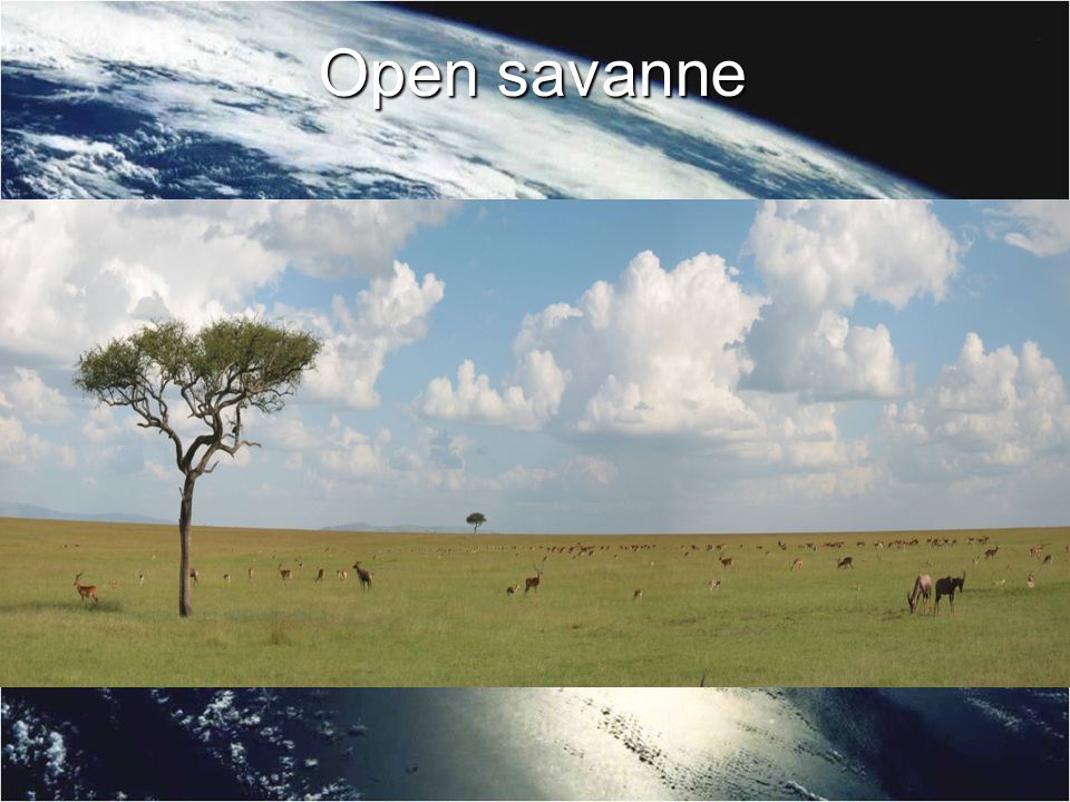 Open savanne
