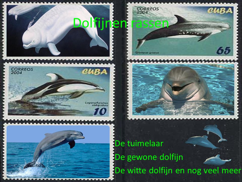Dolfijnen rassen De tuimelaar De gewone dolfijn De witte dolfijn en nog veel meer
