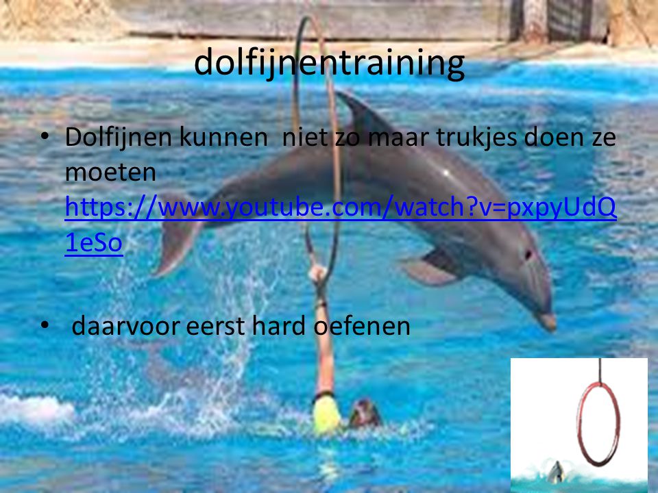 dolfijnentraining Dolfijnen kunnen niet zo maar trukjes doen ze moeten   v=pxpyUdQ1eSo.