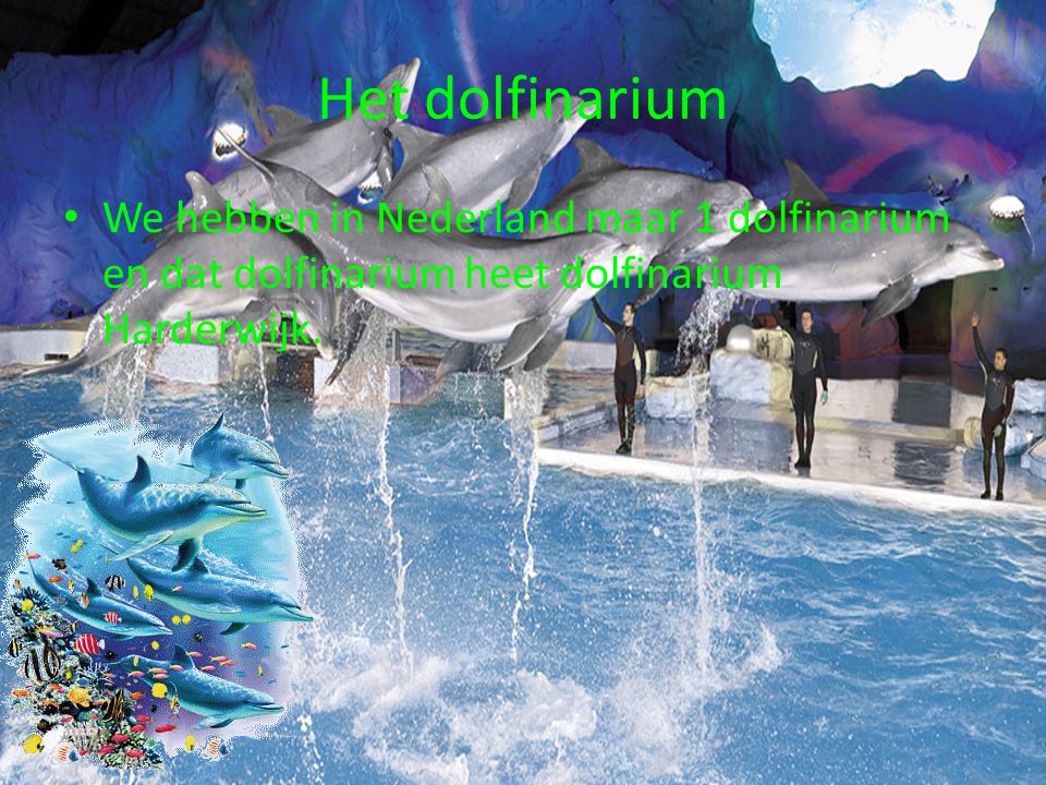 Het dolfinarium We hebben in Nederland maar 1 dolfinarium en dat dolfinarium heet dolfinarium Harderwijk.