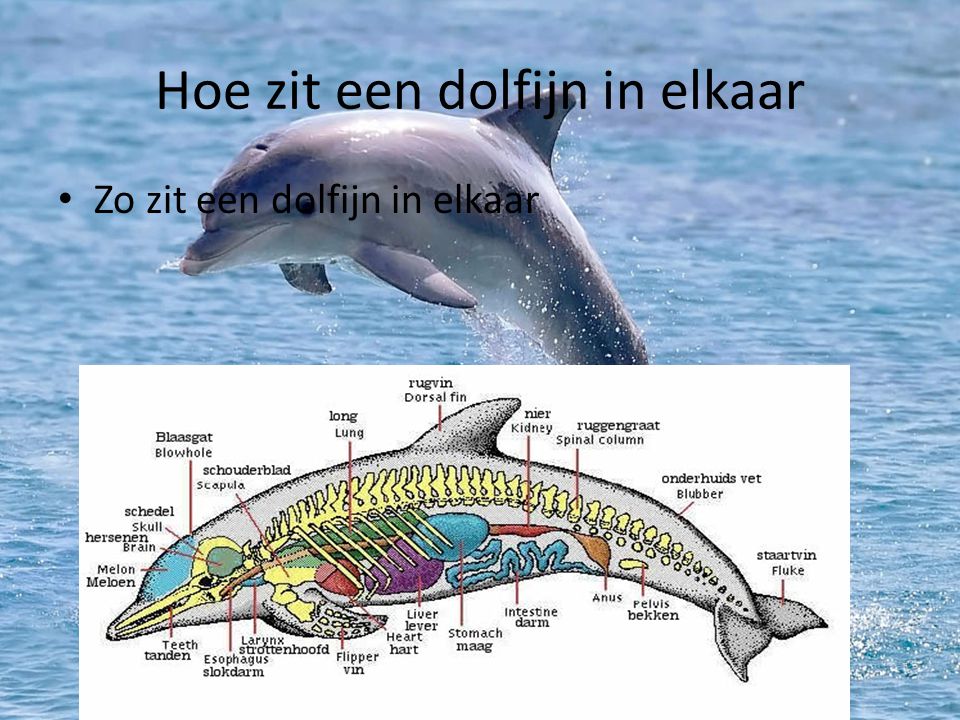 Hoe zit een dolfijn in elkaar