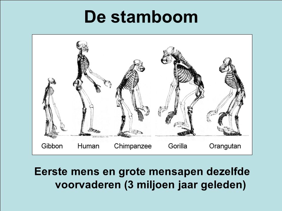 De stamboom Eerste mens en grote mensapen dezelfde voorvaderen (3 miljoen jaar geleden)