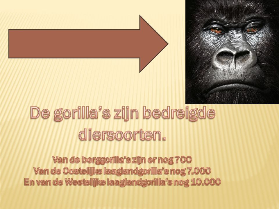De gorilla’s zijn bedreigde diersoorten.