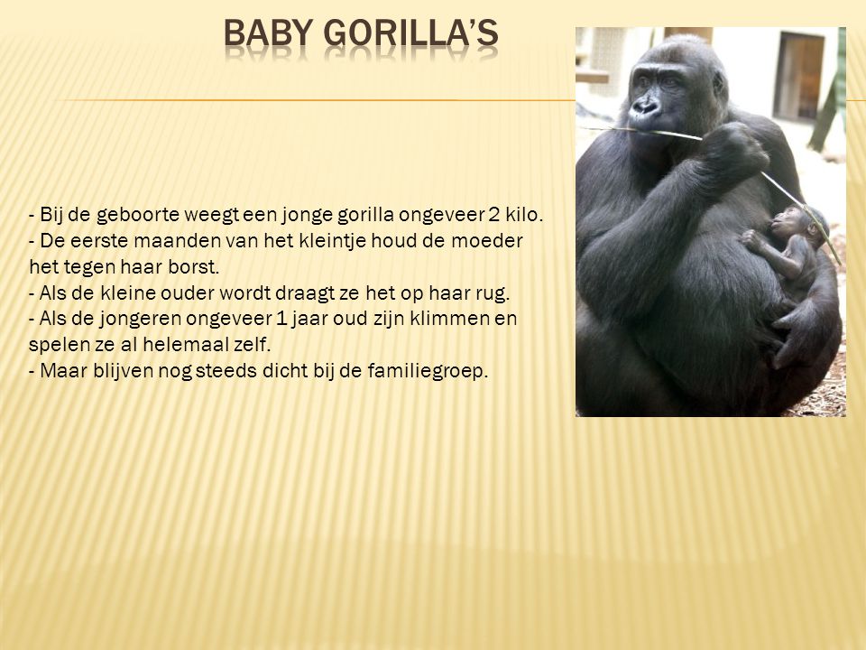 Baby gorilla’s - Bij de geboorte weegt een jonge gorilla ongeveer 2 kilo. - De eerste maanden van het kleintje houd de moeder het tegen haar borst.