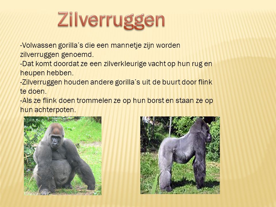Zilverruggen -Volwassen gorilla’s die een mannetje zijn worden zilverruggen genoemd.