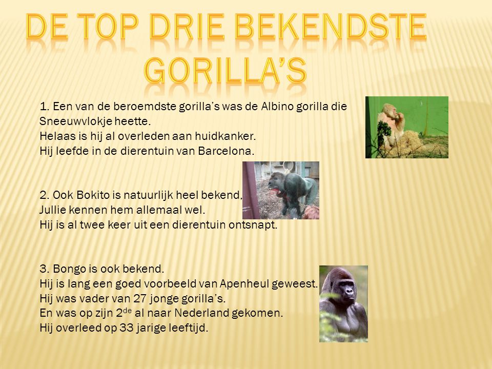De top drie bekendste Gorilla’s