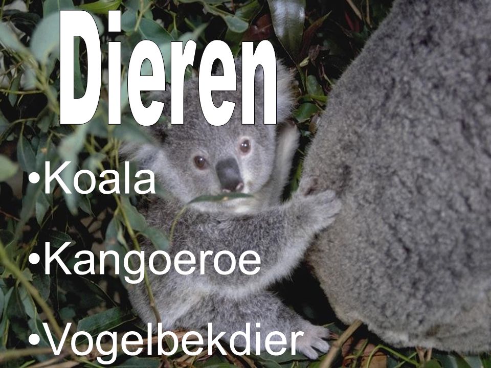 Dieren Koala Kangoeroe Vogelbekdier
