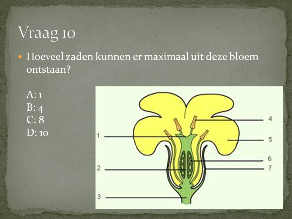 Vraag 10 Hoeveel zaden kunnen er maximaal uit deze bloem ontstaan A: 1 B: 4 C: 8 D: 10 c