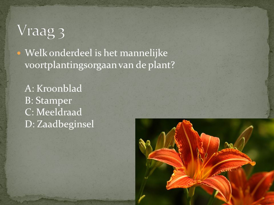Vraag 3 Welk onderdeel is het mannelijke voortplantingsorgaan van de plant A: Kroonblad B: Stamper C: Meeldraad D: Zaadbeginsel.