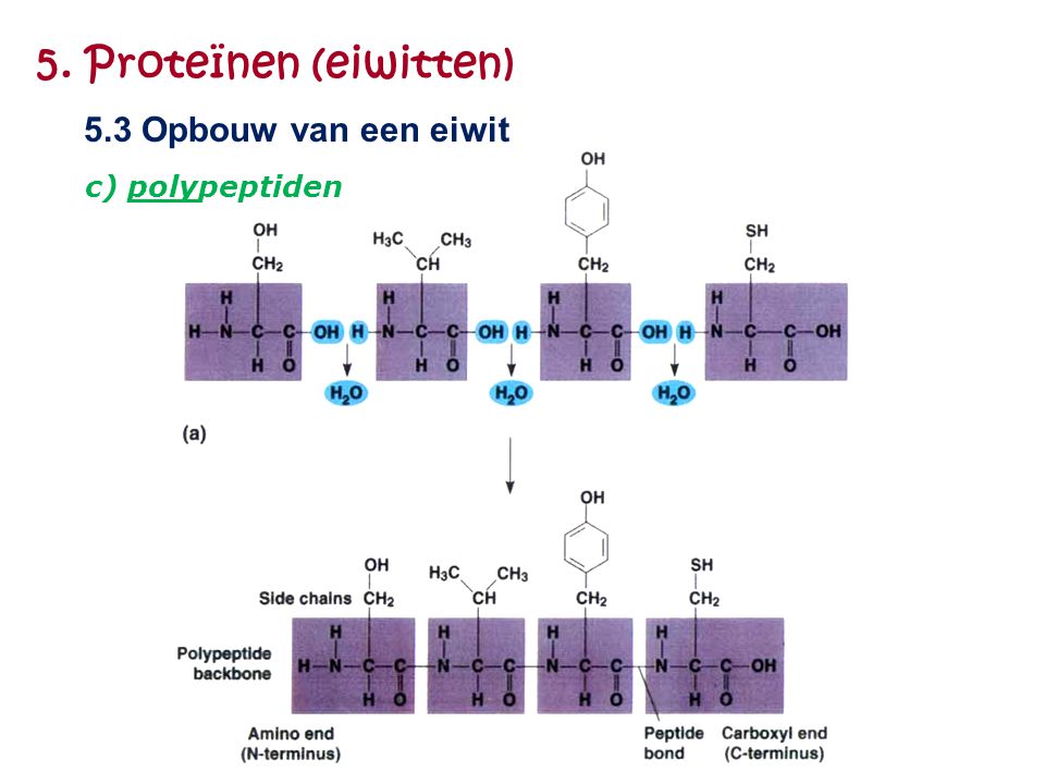 5. Proteïnen (eiwitten) 5.3 Opbouw van een eiwit c) polypeptiden