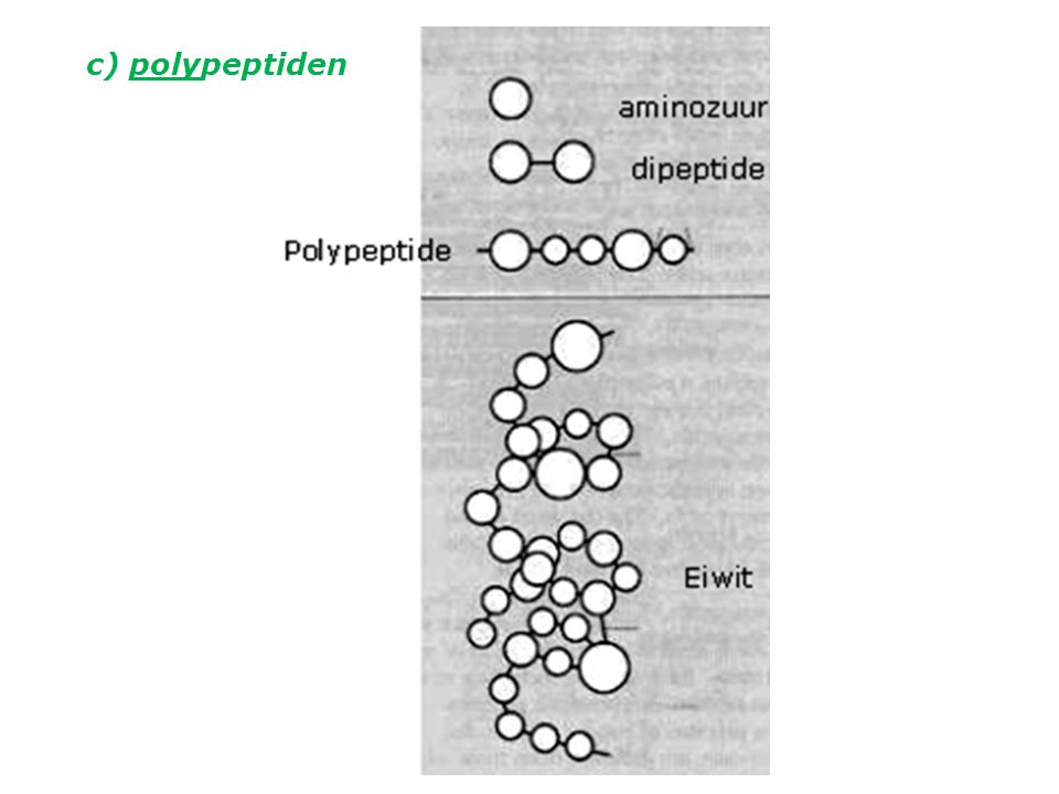 c) polypeptiden