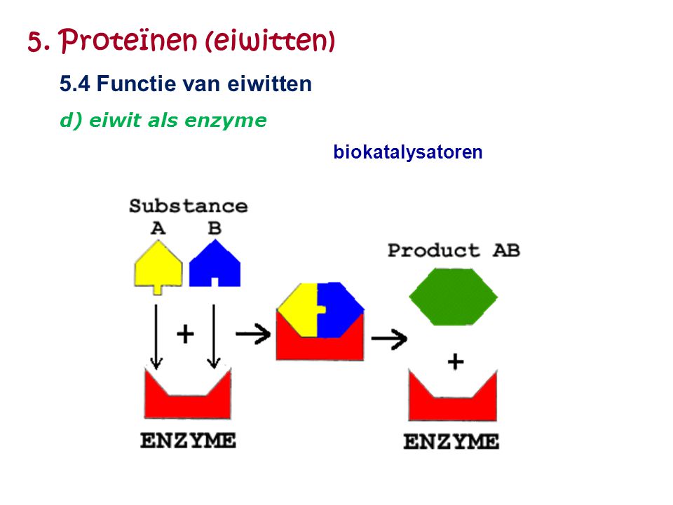 5. Proteïnen (eiwitten) 5.4 Functie van eiwitten d) eiwit als enzyme