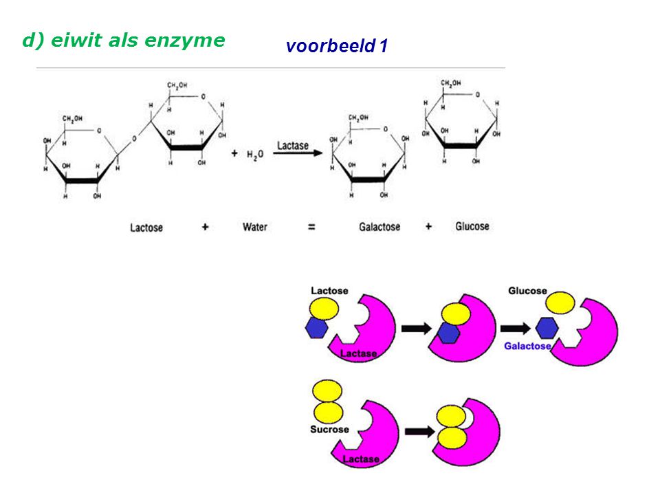 d) eiwit als enzyme voorbeeld 1