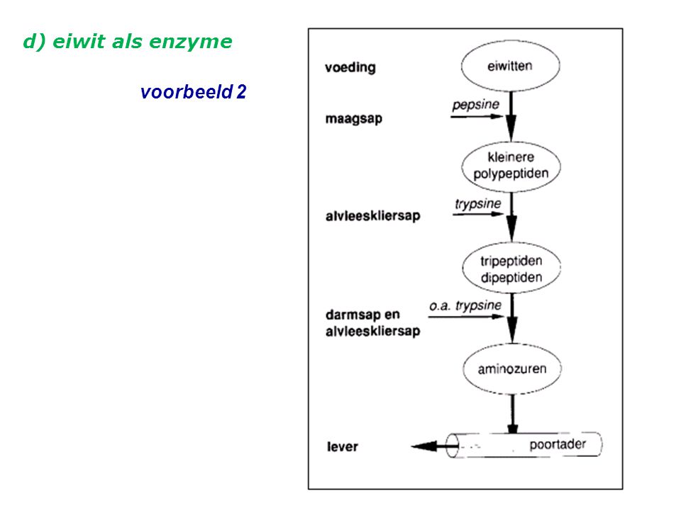 d) eiwit als enzyme voorbeeld 2