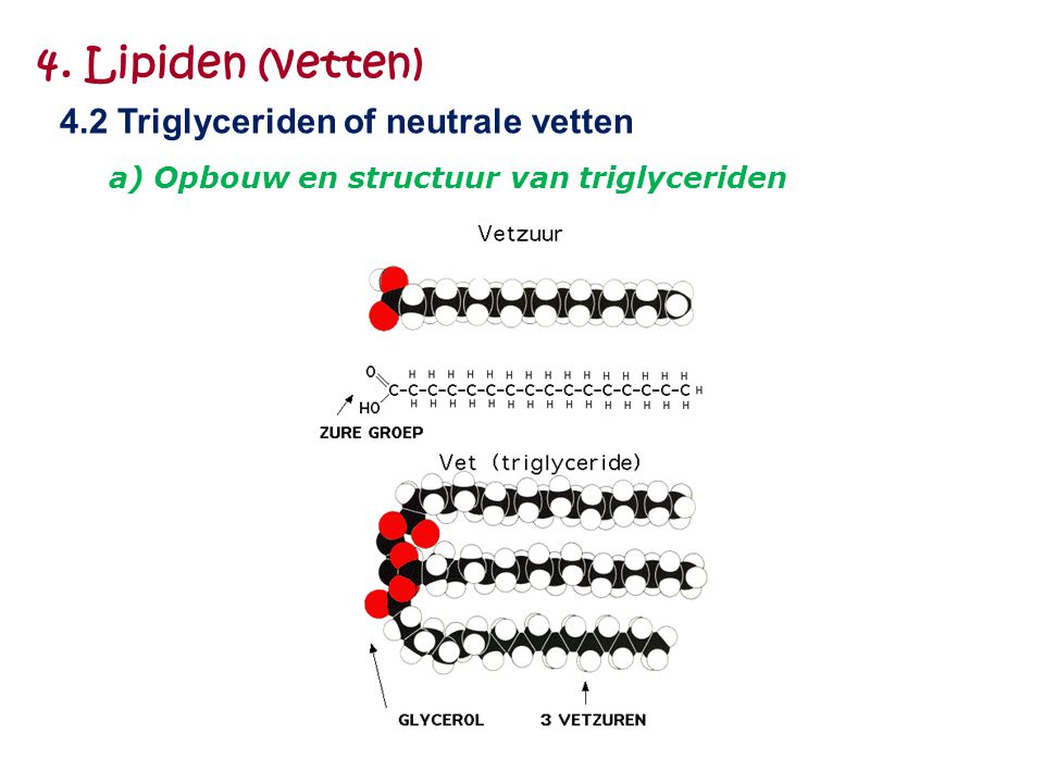 4. Lipiden (vetten) 4.2 Triglyceriden of neutrale vetten