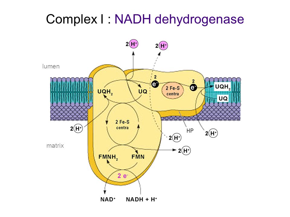 Complex I : NADH dehydrogenase