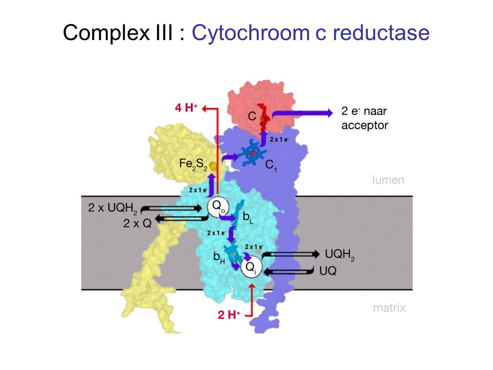 Complex III : Cytochroom c reductase