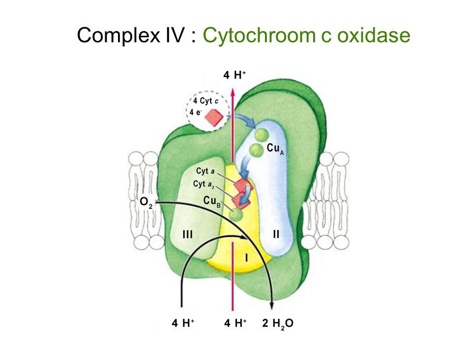 Complex IV : Cytochroom c oxidase