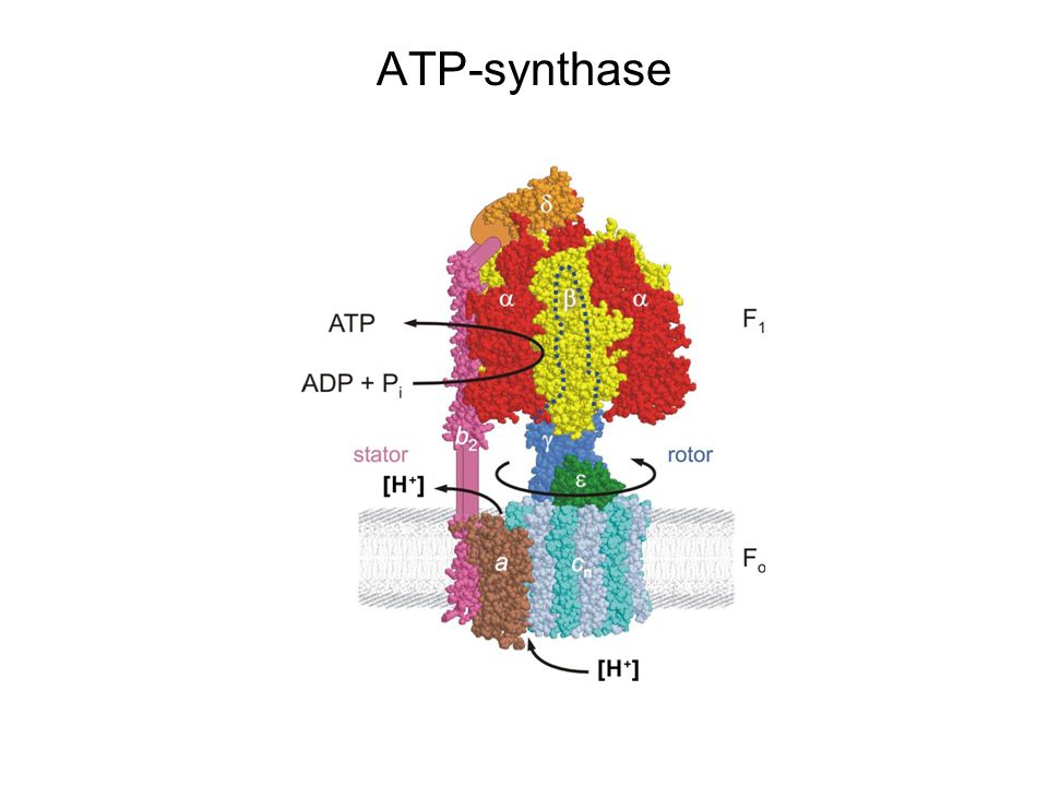 ATP-synthase