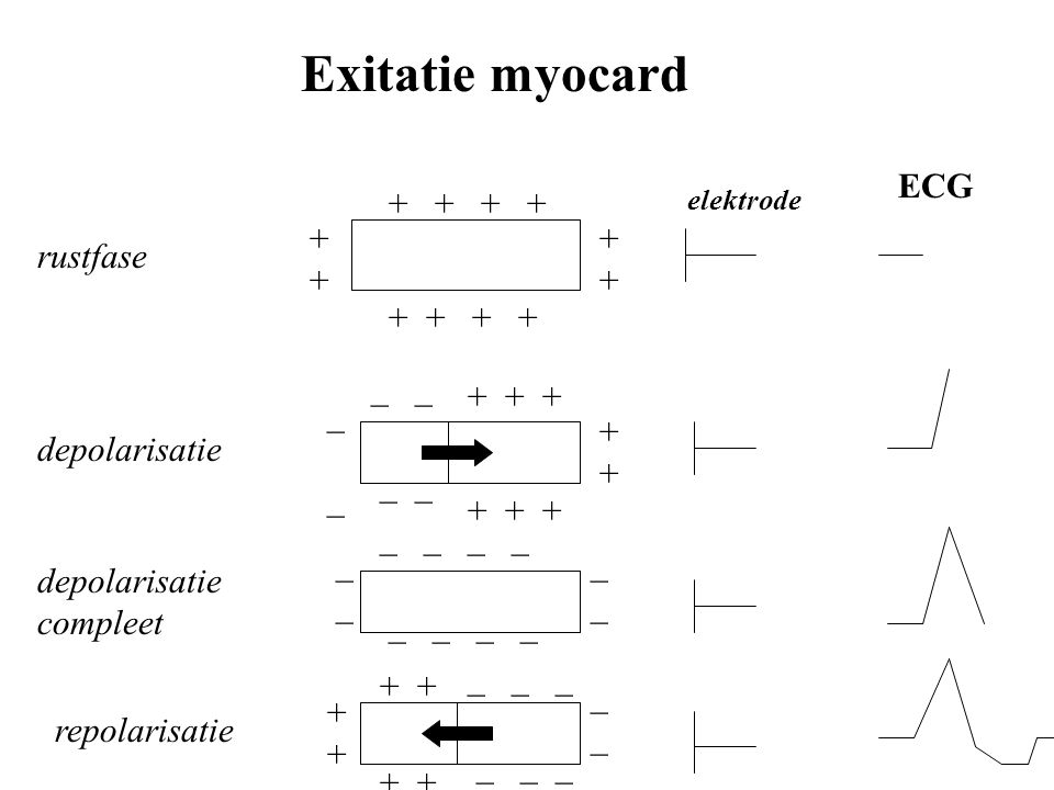 Exitatie myocard ECG rustfase _ _ _ _