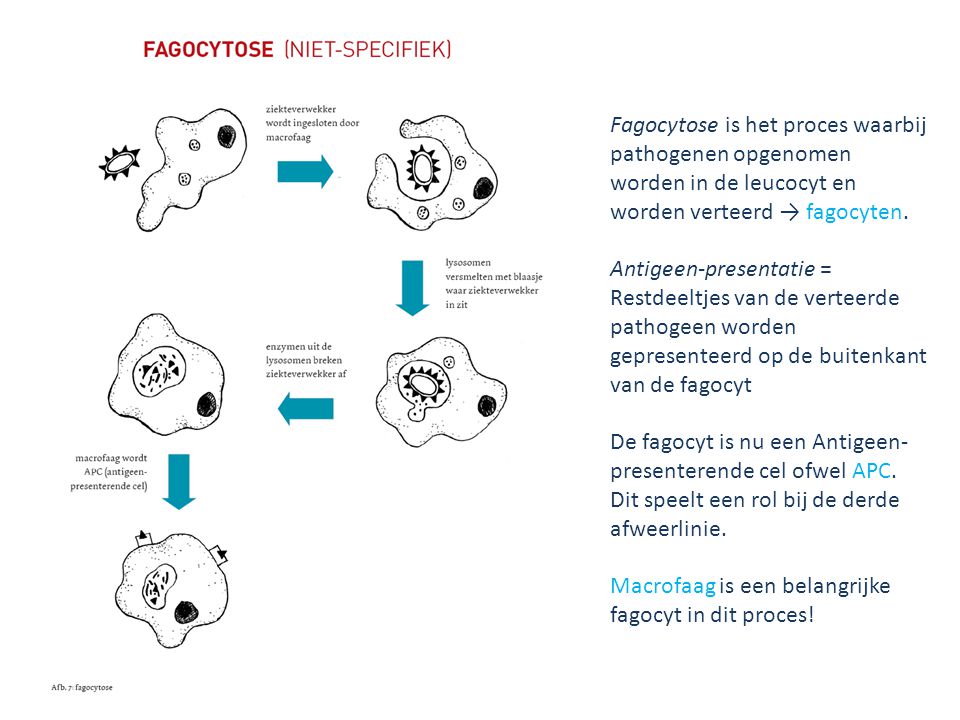 Fagocytose is het proces waarbij pathogenen opgenomen worden in de leucocyt en worden verteerd → fagocyten.