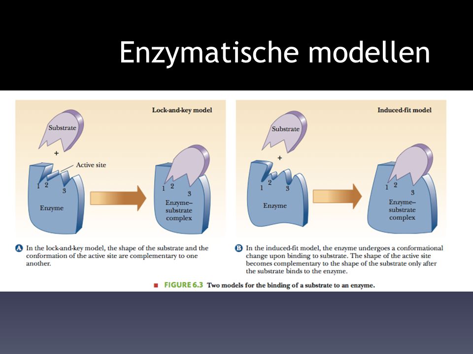 Enzymatische modellen