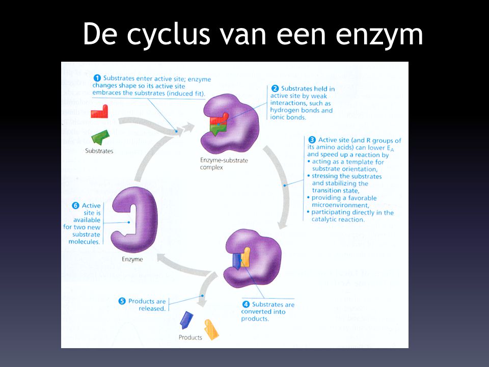 De cyclus van een enzym