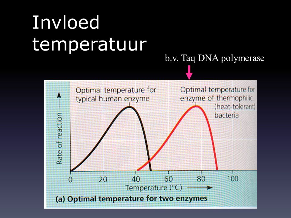 Invloed temperatuur b.v. Taq DNA polymerase