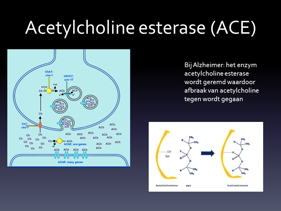 Acetylcholine esterase (ACE)