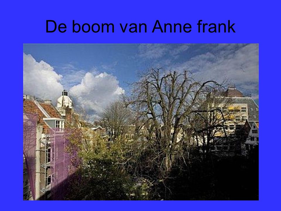 De boom van Anne frank