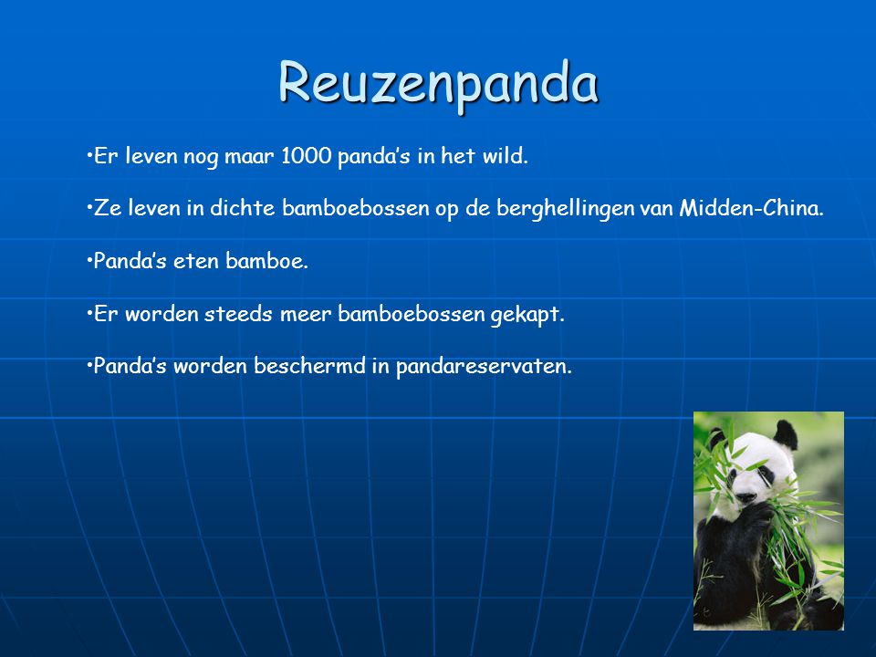 Reuzenpanda Er leven nog maar 1000 panda’s in het wild.