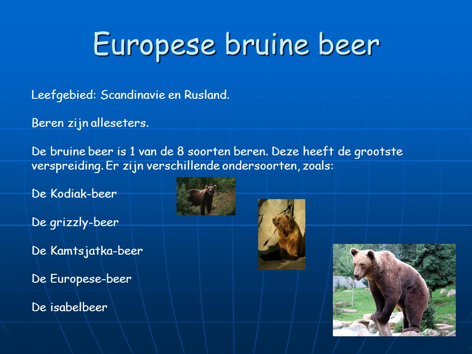 Europese bruine beer Leefgebied: Scandinavie en Rusland.