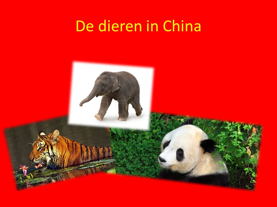De dieren in China