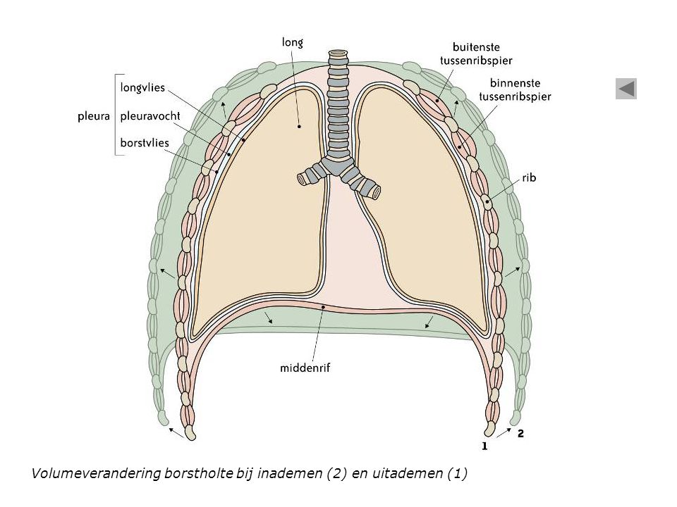 Volumeverandering borstholte bij inademen (2) en uitademen (1)