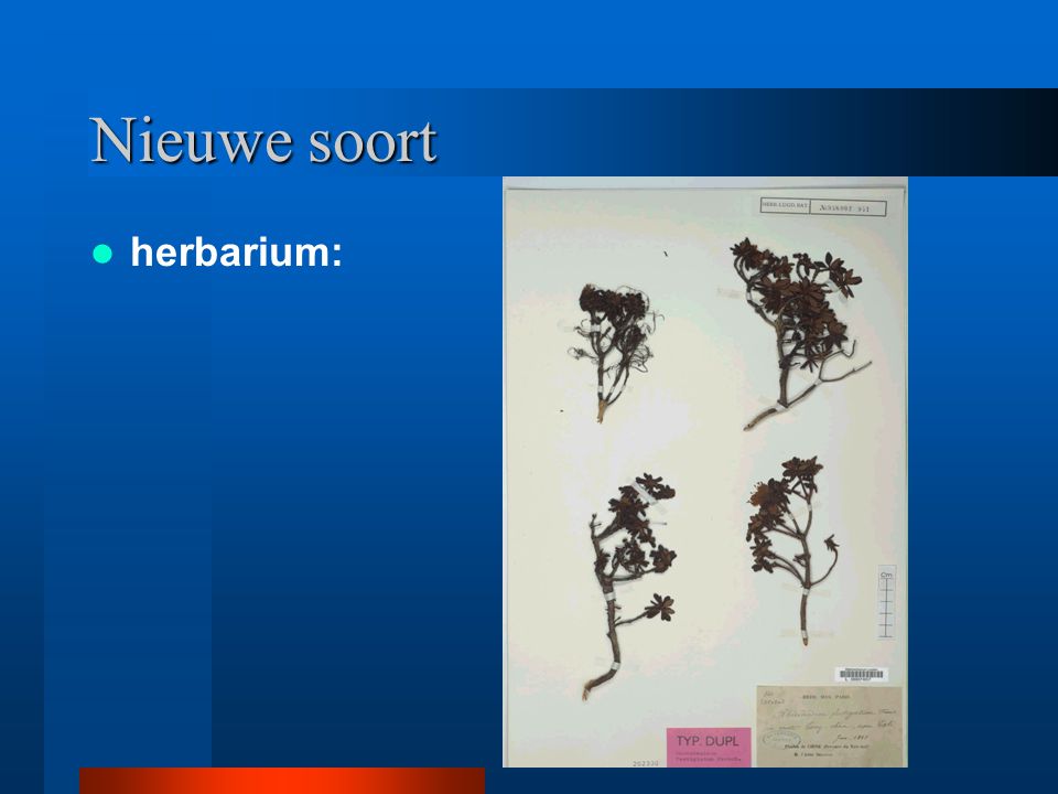 Nieuwe soort herbarium: