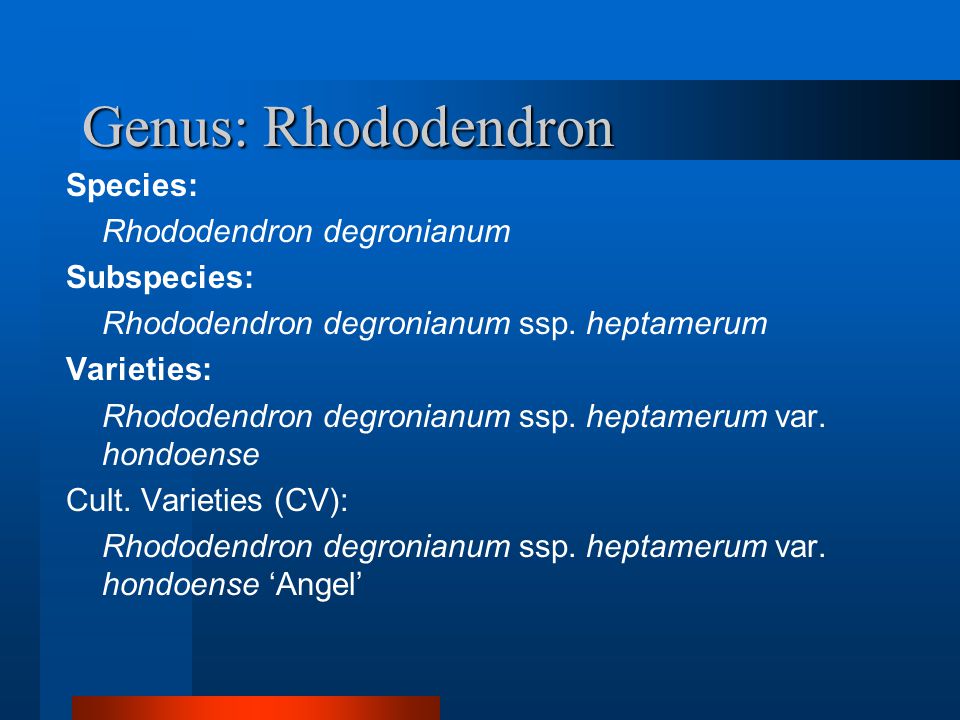 Genus: Rhododendron Species: Rhododendron degronianum Subspecies: