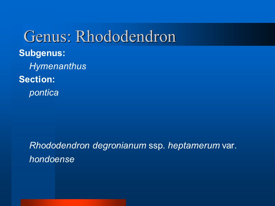 Genus: Rhododendron Subgenus: Hymenanthus Section: pontica