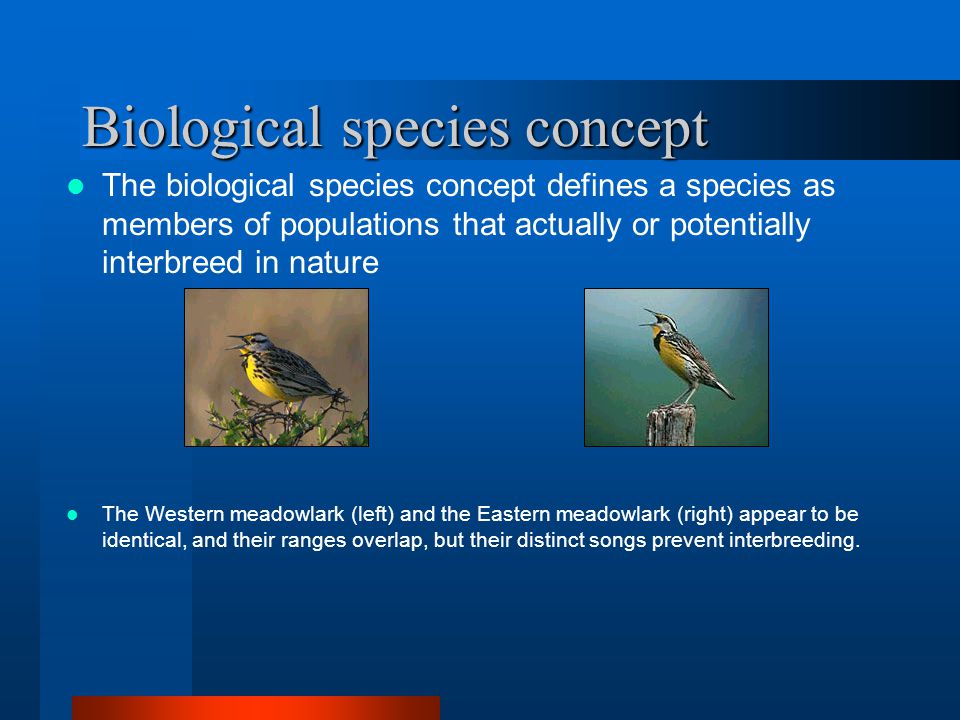 Biological species concept