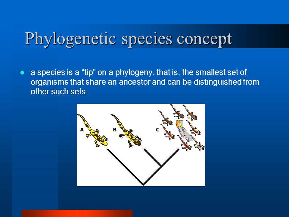 Phylogenetic species concept