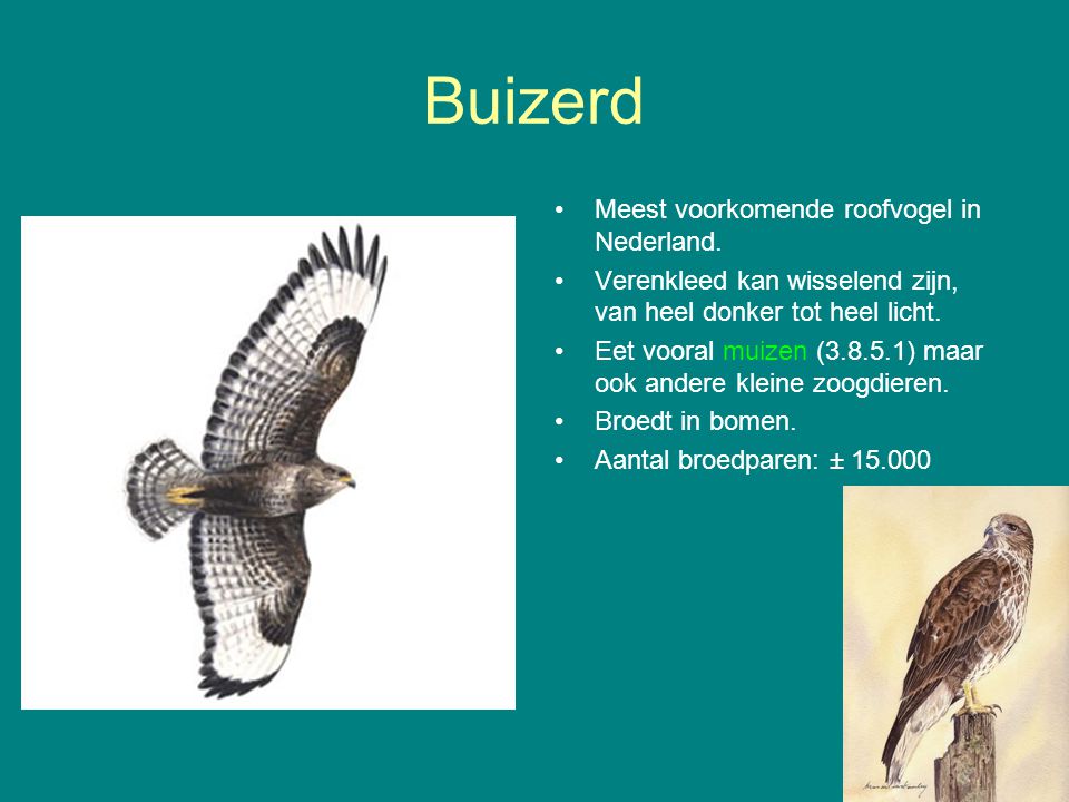 Buizerd Meest voorkomende roofvogel in Nederland.