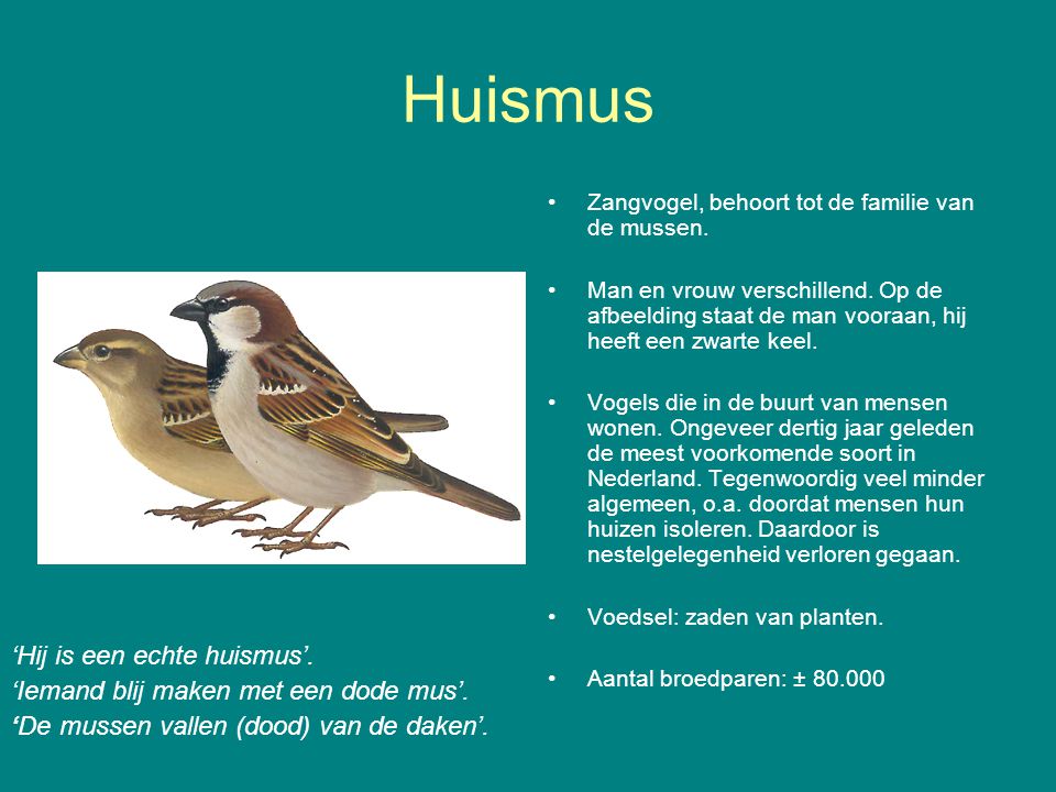 Huismus Zangvogel, behoort tot de familie van de mussen.